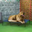 Lit pour chien avec sac de transport 48 po x 36 po