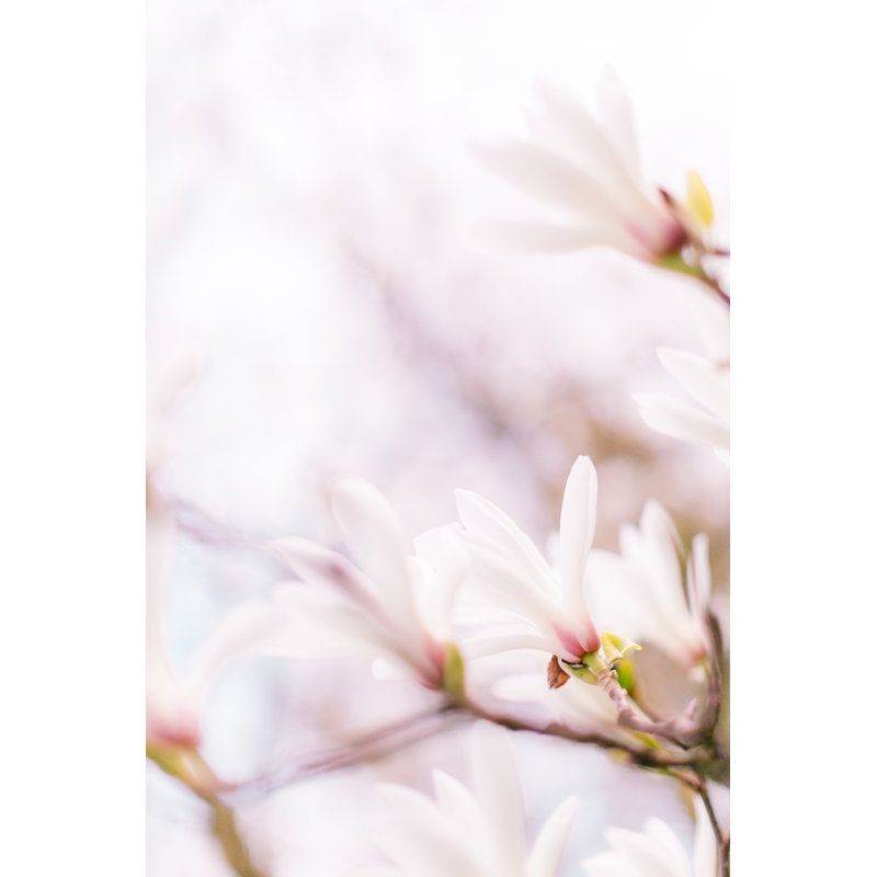 Magnolia Flowers - Print, 30cm H x 20cm W