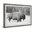 «Buffalo Grazing», reproduction d'art sur papier-2113784237