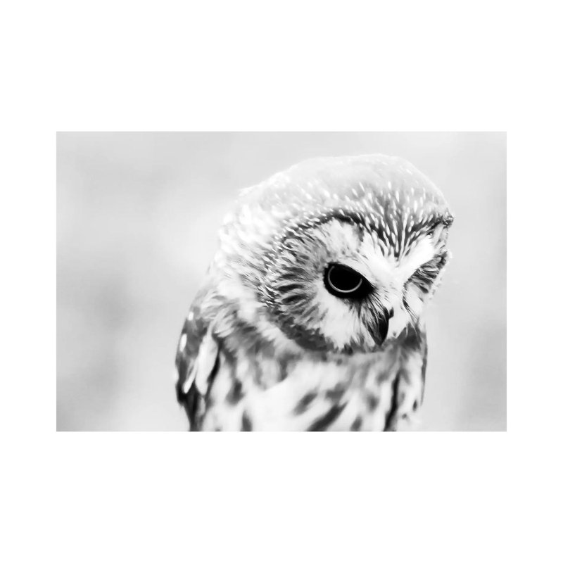 Saw Whet Owl par Debbra Obertanec - reproduction de photo sur toile tendue