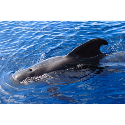 «Pilot Whale» par Johncopland - Photographie sur toile tendue