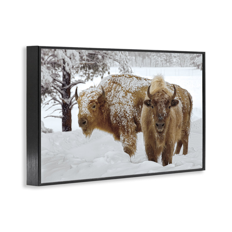 Bison blanc d'hiver, estampe numérique, design par Mike Jones, H 12 po x l 18 po, Giclée encadrée noir minuit