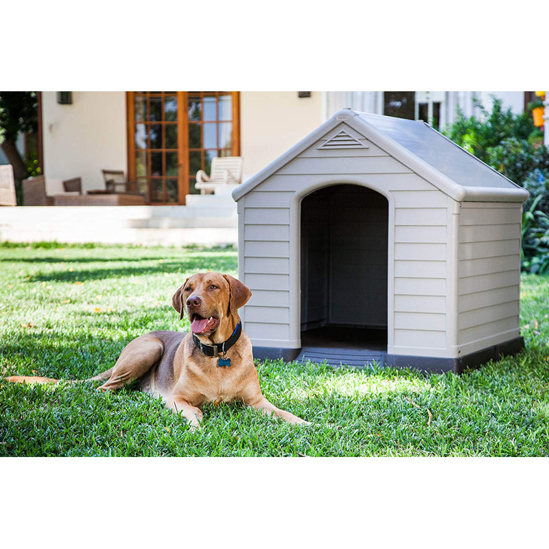 Dog House