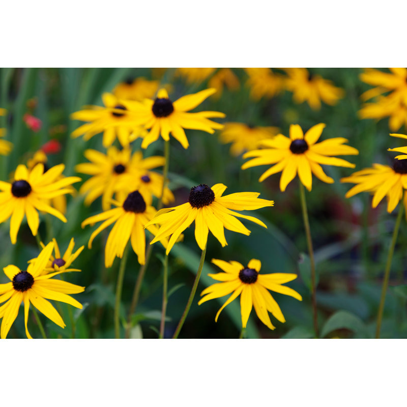 Rudbeckia Goldstrum Flowers by AnitaVDB - Wrapped Canvas Print, 20cm H x 30cm W