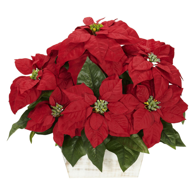 Arrangements floraux de poinsettias en pot