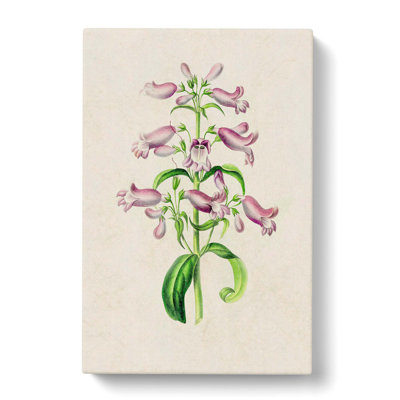Purple Beardtongue Flower Illustration - Wrapped Canvas