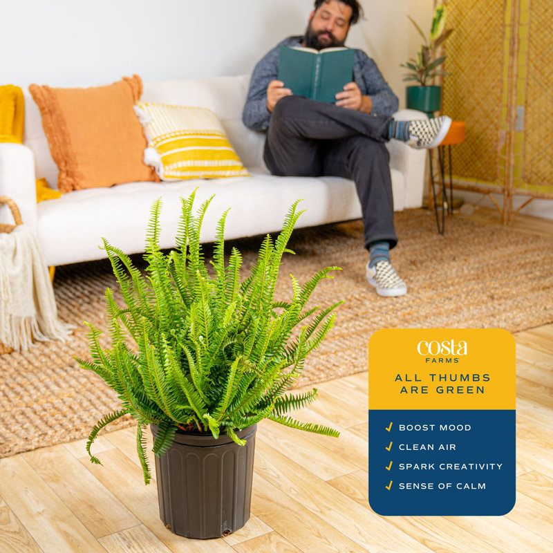 Kimberly Queen Fern in Nursery Pot