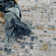 Liverii Abstract Design Modern Blue Area/Beige Rug