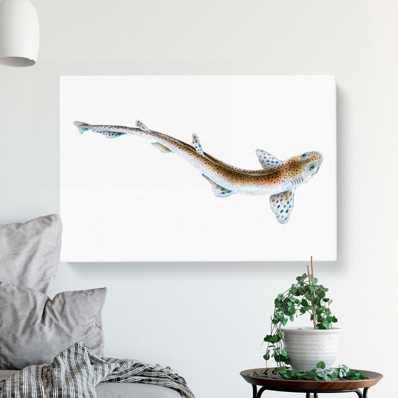 Lesser Spotted Dog-fish by Edward Donovan - Wrapped Canvas, 50cm H x 76cm W x 3cm D