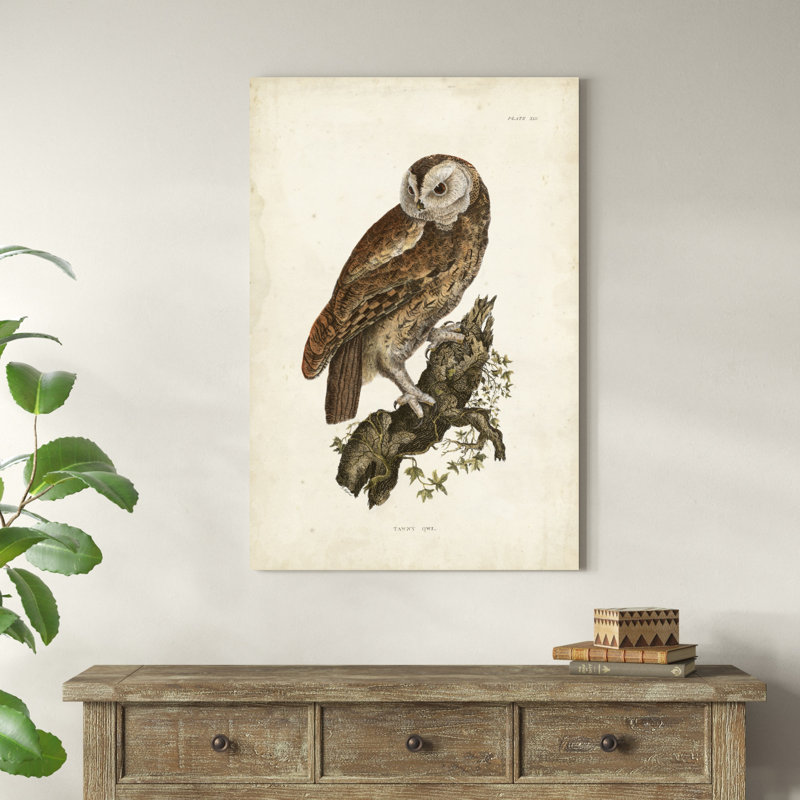 Tawny Owl, H 48 po x l 32 po x P 1,25 po
