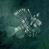 Marine Collection I Print