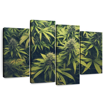 Garden Of Cannabis Bud