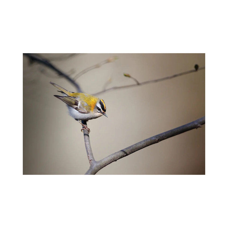 Firecrest by Mateusz Piesiak - Wrapped Canvas Print, 20.32cm H x 30.48cm W x 1.905cm D