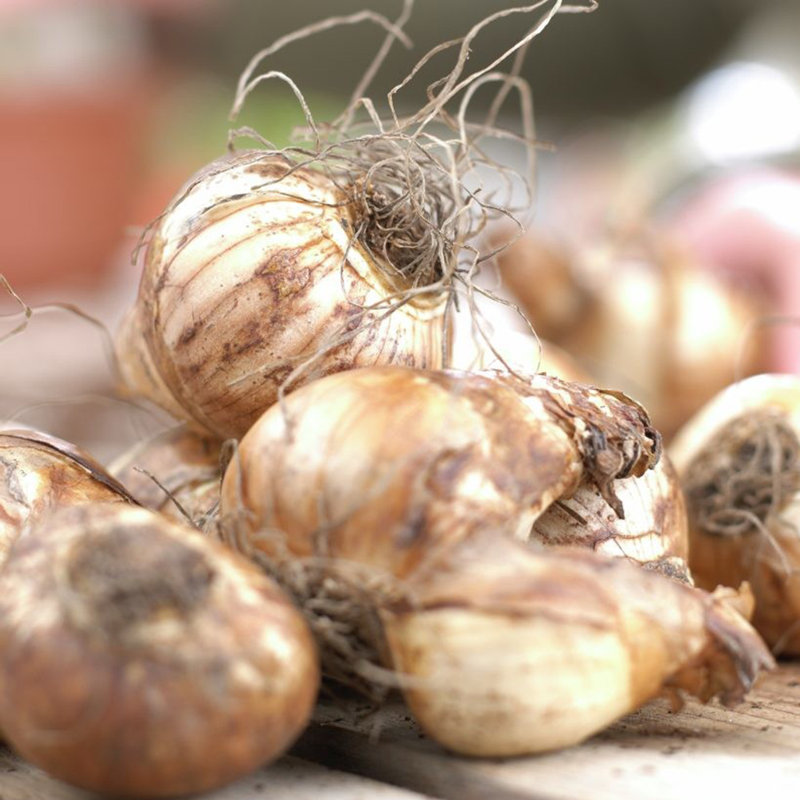Daffodils Kitchen Sink Mixture Bulb