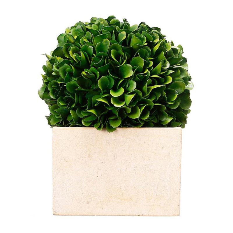Topiaire buis en pot, H 7,1 po x l 5,5 po x P 5,5 po