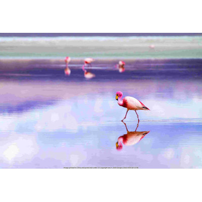 Flamant rose pastel