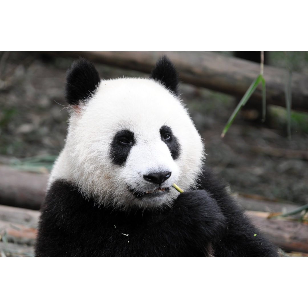 Leinwandbild Giant Panda von TMSK