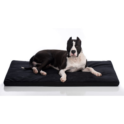 Coussin de coyote caisse Sheehy