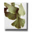 «Ginko Color on White» par Debra Van Swearingen, art mural sur toile-401446153