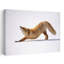 «Red Fox Stretching Peaceful Playful Serene Fox Landscape Nature», reproduction d'art murale-129709137