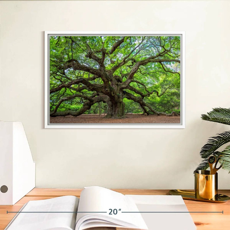 Old Oak Tree, Floating Frame White, 13" X 9"