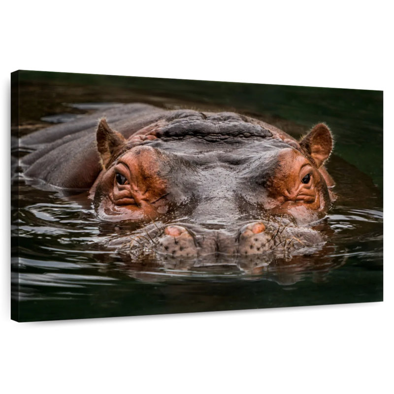 Brampt Submerged Hippo, 34" H x 51" W