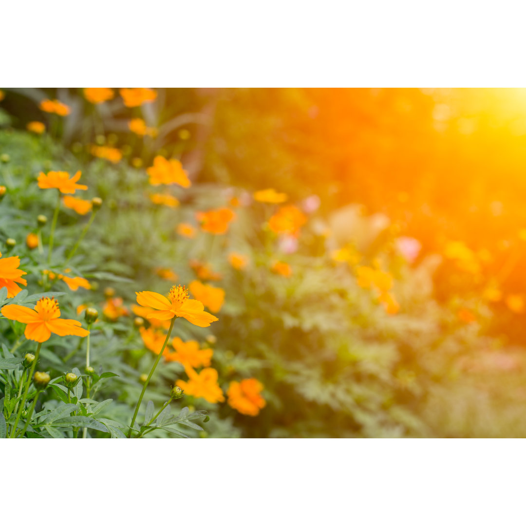 Leinwandbild Wild Flowers in Sunrise