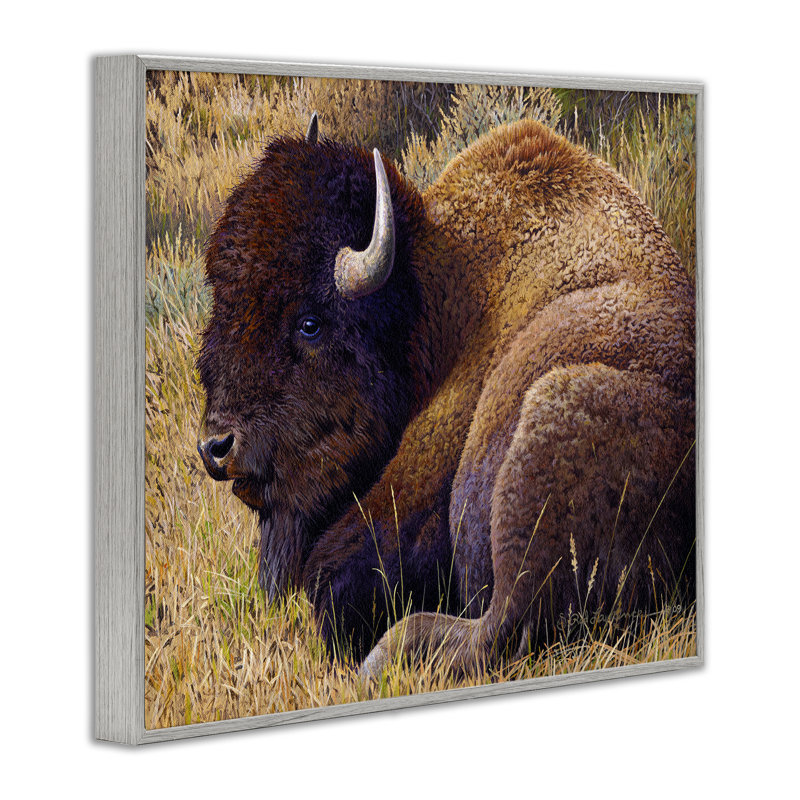 «Relaxing Young Bison», estampe numérique par Rod Lawrence, Estampe numérique Farmhouse, H 11 po x l 14 po