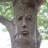 Simon Tree Face Concrete Garden Decor
