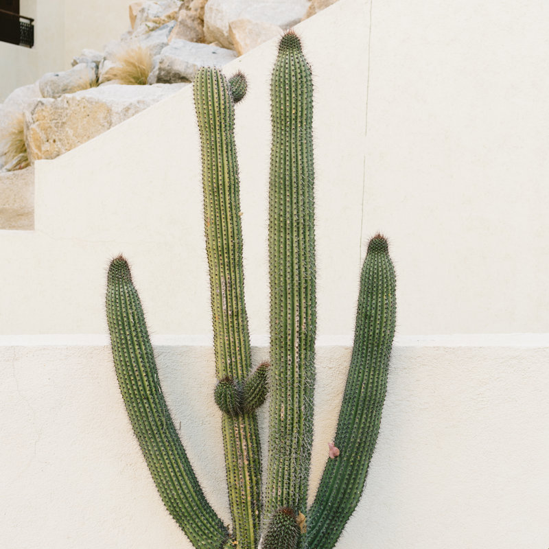 " Cabo Cactus X " by Bethany Young Photography Photography, 12" H x 12" W