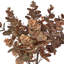 Buisson d'eucalyptus d'automne 20 po-128538652
