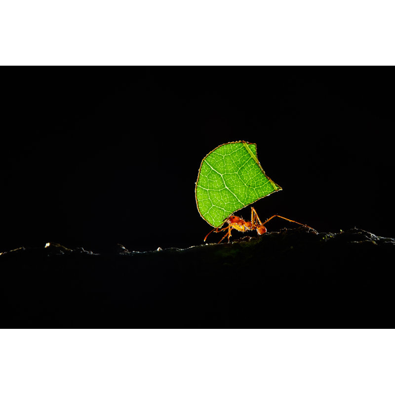 Nicolo Atta Ants - Wrapped Canvas Print, 30cm H x 46cm W x 3.8cm D