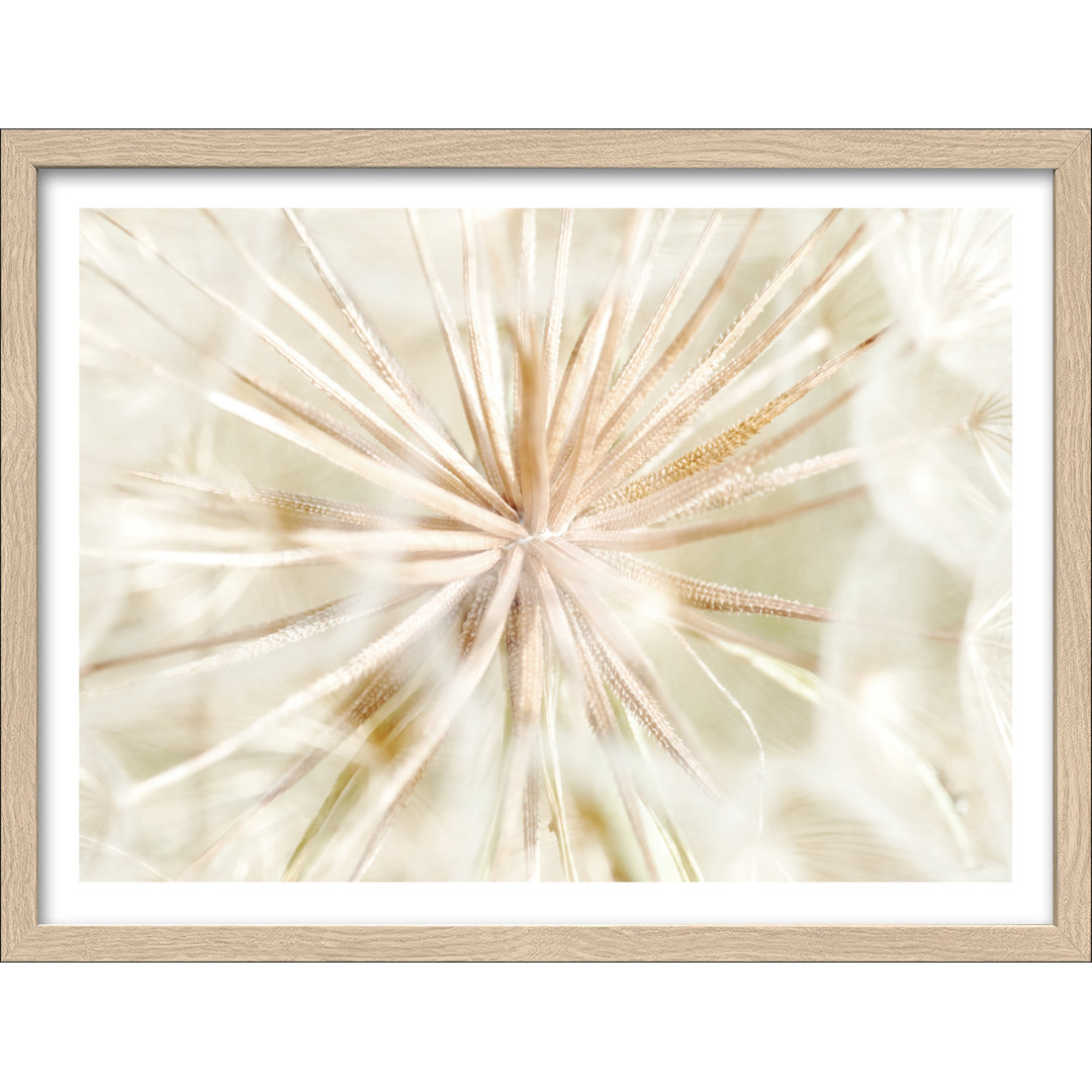 Dandelion I