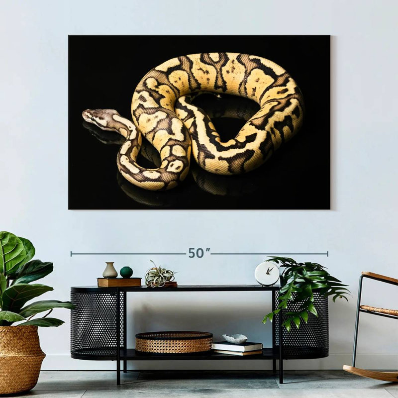 Brampt Female Python Snake, 34" H x 51" W