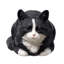 Chat tigré noir et blanc au repos-126248604