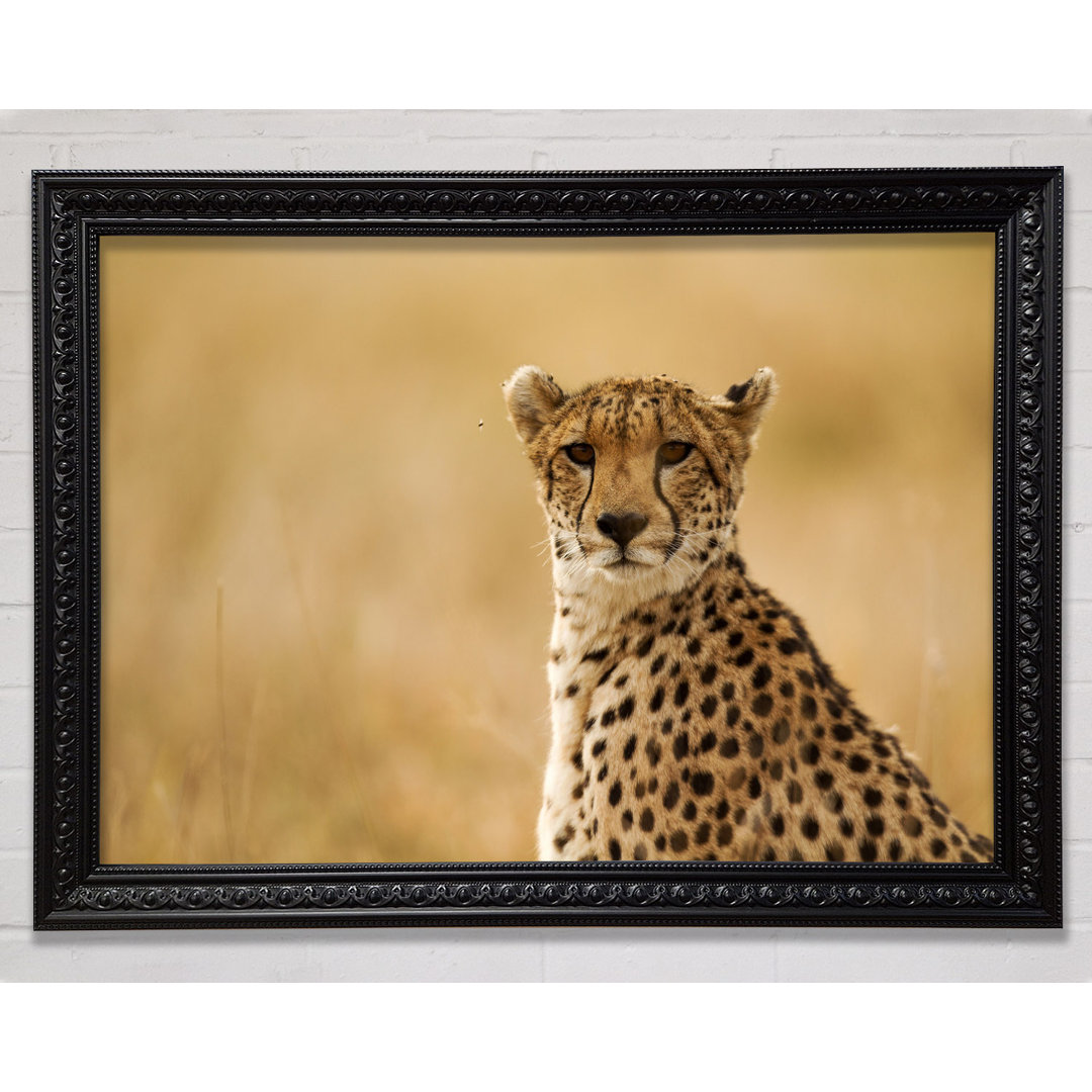 Cheetah Beauty - Druck