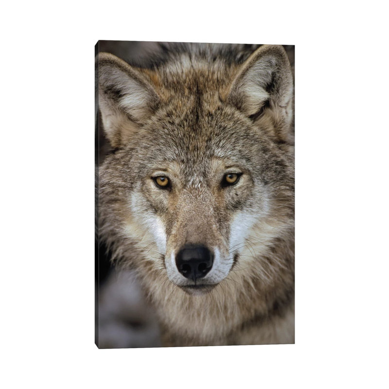 European Wolf Portrait, Sweden by Konrad Wothe - Wrapped Canvas Print