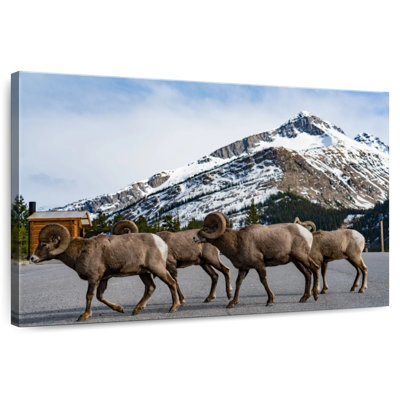 Bighorn Sheep Crossing