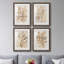 Parchment Coral I - ensemble de 4 reproductions de cadres photo-2014908188-2014908191
