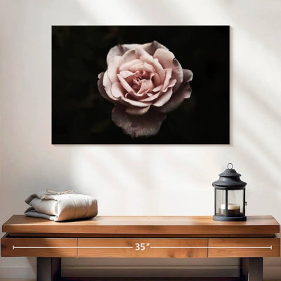 Rose œillet Harnek