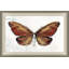 Painted Butterfly Diagram 1 Painting