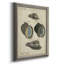 «Vintage Shell Study III», reproduction d'art sur toile encadrée-672883008
