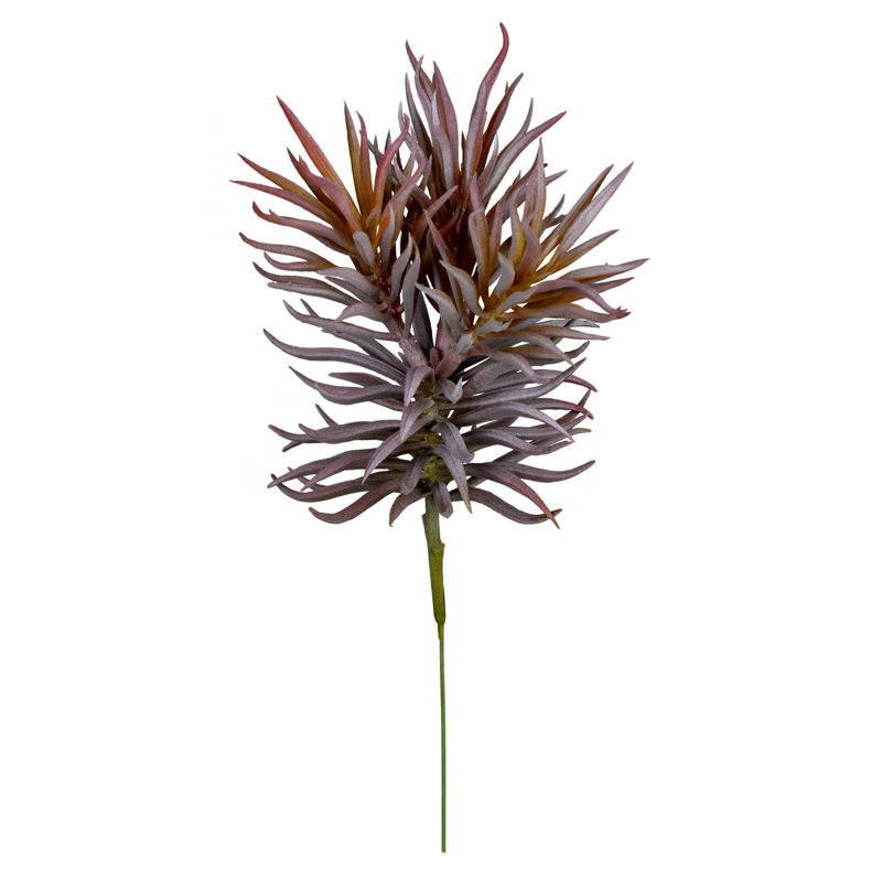 Plante grasse