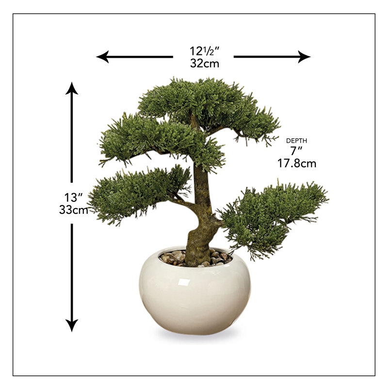 4" Bonsai Tree in Pot