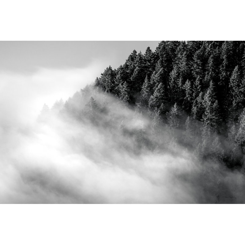 «Fog and Forest I BW on Canvas» par Alan Majchrowicz, H 8 po x l 12 po