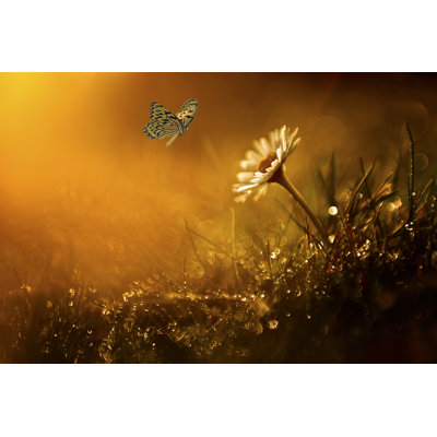 Brooklane Butterfly by BalazsKovacs - Wrapped Canvas Print