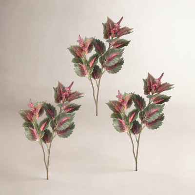 Garden Coleus Stems