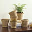 Crowborough Wh Mini Pots-1007877159