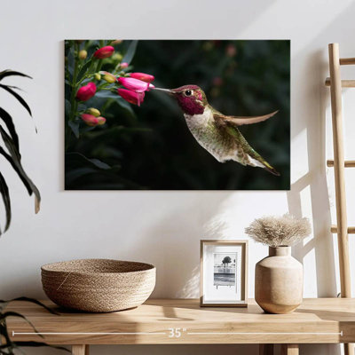 Brampt mâle, colibri d'Anna