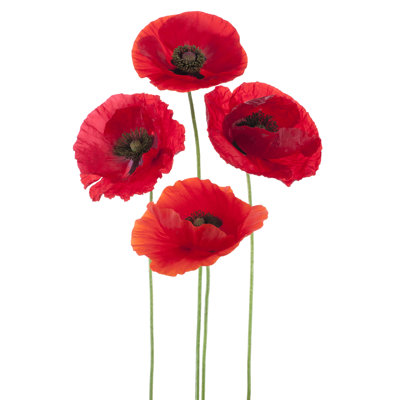 Coquelicot - photographie sur toile tendue